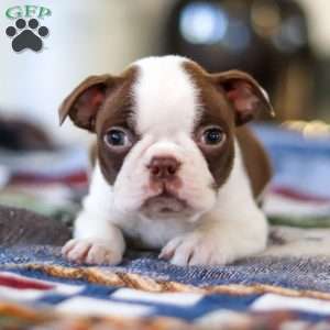 Shelly, Boston Terrier Puppy